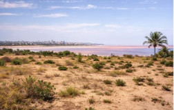 Bayakh